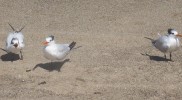 IMG_0960