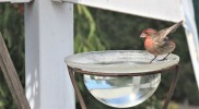 IMG_1207r