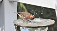 IMG_1212r