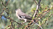 IMG_1235r