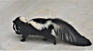 IMG_1845r
