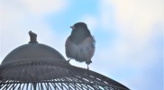 IMG_2610r