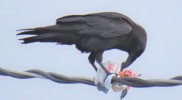 IMG_3356
