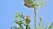 IMG_4484r