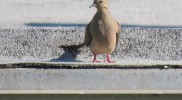 IMG_5526