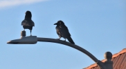 IMG_5661r