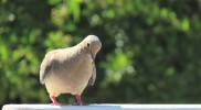IMG_7752