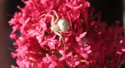 albino spider