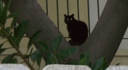 catwithgreeneyesintree
