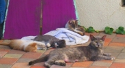 feral cats CSUN6