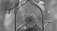 hummingbirds swords bw
