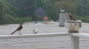 mockingbirdsflirting
