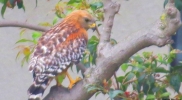 oh-what-a-nice-owl-surpriser