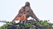 owl preening on pine after rain