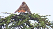 owl preening on pine after rain2