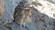 owlstaringatmemorrowbay
