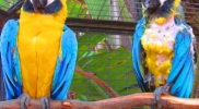 parrots-in-summerland