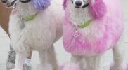 poodles
