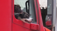 trucker's dogs