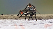 two ants copulating upside down turned right side up