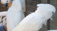 whitecockatoos-secrettotellu