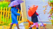 walking dogs in the rain