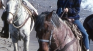 horseback-riding-big-sur