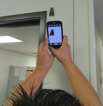 moth-pictured-in-phone