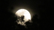moontrees